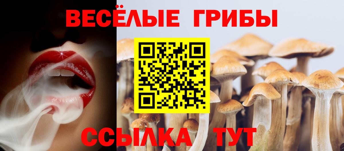 Краснознаменск  Псилоцибиновые грибы Cubensis  Вход с VPN 